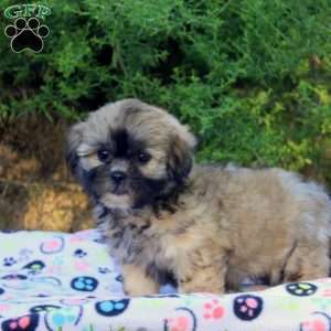 Stella, Teddy Bear Puppy