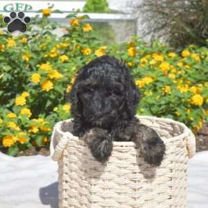 Stella, Labradoodle Puppy