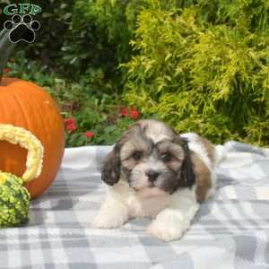 Stella, Teddy Bear Puppy