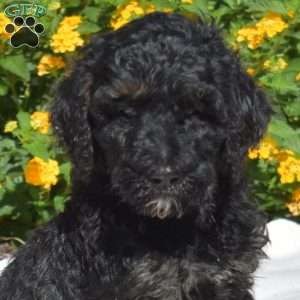 Stella, Labradoodle Puppy