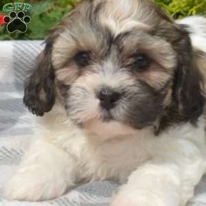 Stella, Teddy Bear Puppy