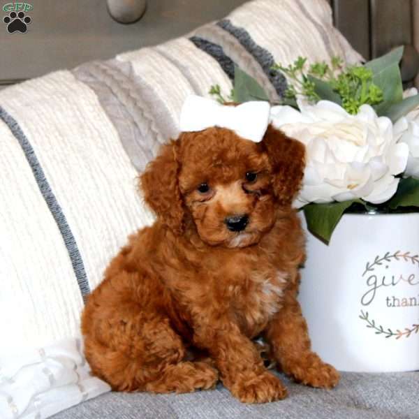 Stella, Miniature Poodle Puppy