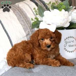 Stella, Miniature Poodle Puppy