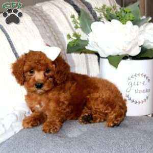 Stella, Miniature Poodle Puppy