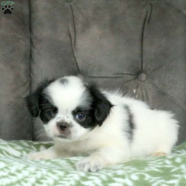 Stevie, Japanese Chin Puppy
