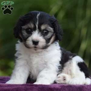Stewart, Cavachon Puppy