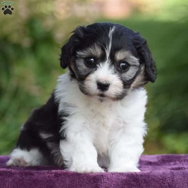 Stewart, Cavachon Puppy