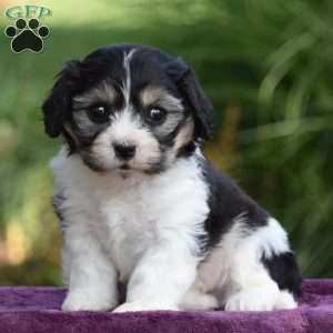Stewart, Cavachon Puppy