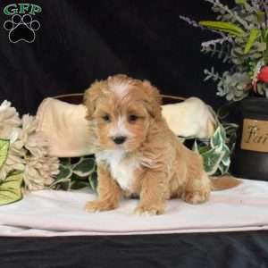 Stewie, Maltipoo Puppy
