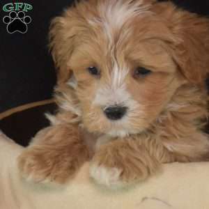 Stewie, Maltipoo Puppy