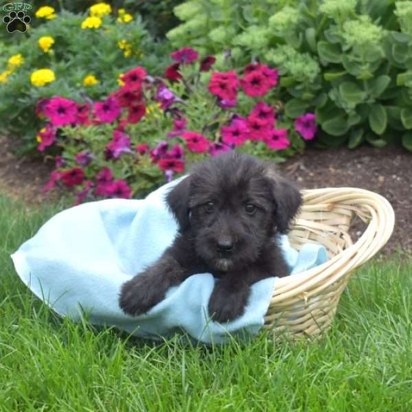Stormy, Miniature Schnauzer Mix Puppy