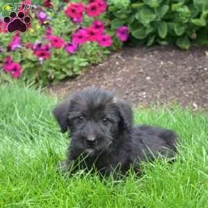 Stormy, Miniature Schnauzer Mix Puppy