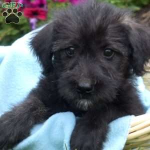 Stormy, Miniature Schnauzer Mix Puppy