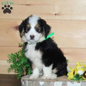 Subway, Bernedoodle Puppy