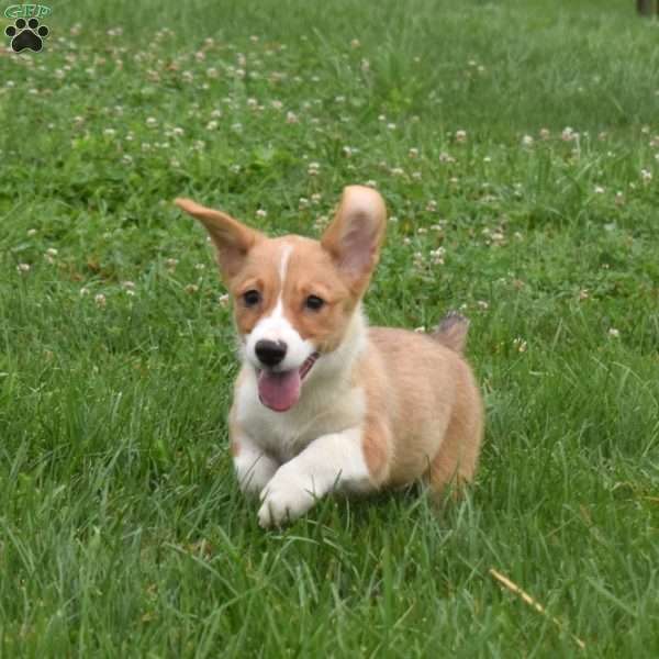 Sugar, Pembroke Welsh Corgi Puppy