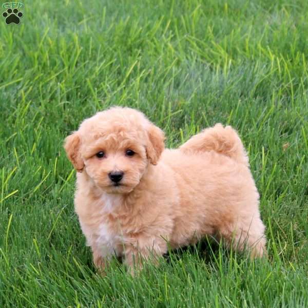 Sugar, Bich-Poo Puppy