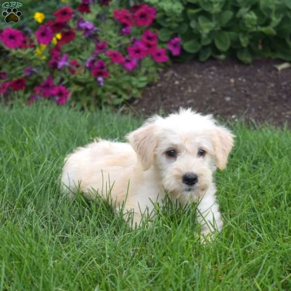 Sugar, Miniature Schnauzer Mix Puppy
