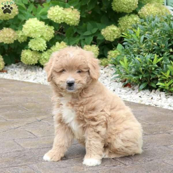 Sugar, Mini Goldendoodle Puppy