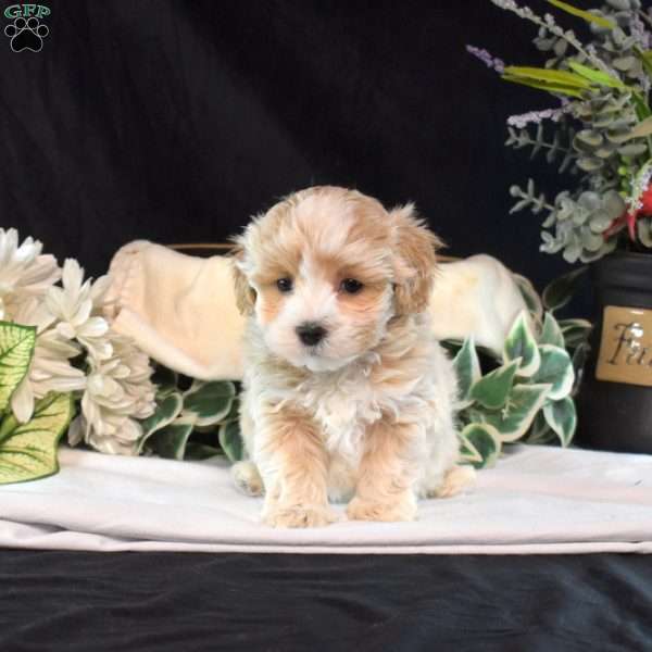 Sugar, Maltipoo Puppy