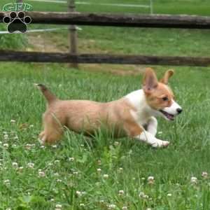 Sugar, Pembroke Welsh Corgi Puppy
