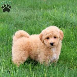 Sugar, Bich-Poo Puppy