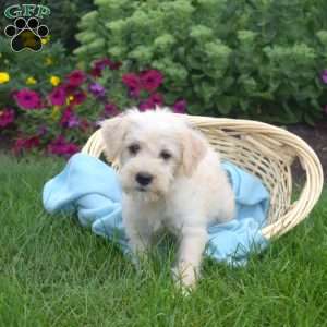 Sugar, Miniature Schnauzer Mix Puppy