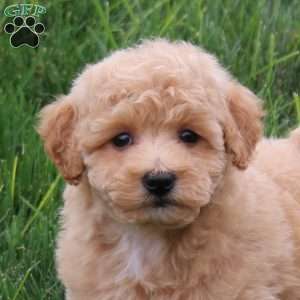 Sugar, Bich-Poo Puppy