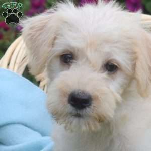 Sugar, Miniature Schnauzer Mix Puppy