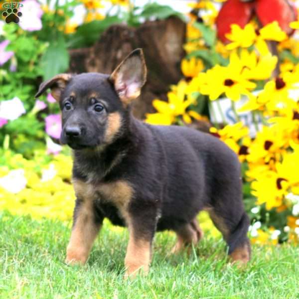 Sugar, German Shepherd Puppy