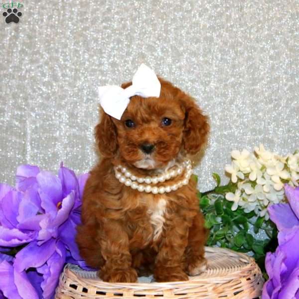 Sugar, Miniature Poodle Puppy