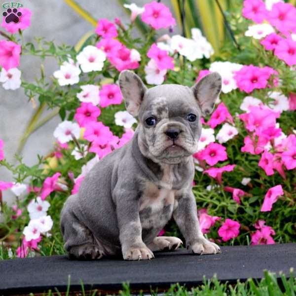 Sugar, French Bulldog Puppy