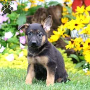 Sugar, German Shepherd Puppy