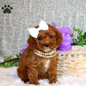 Sugar, Miniature Poodle Puppy
