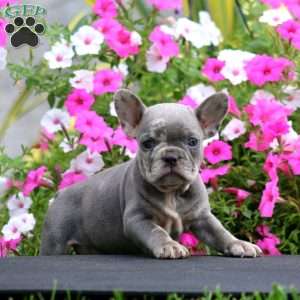 Sugar, French Bulldog Puppy