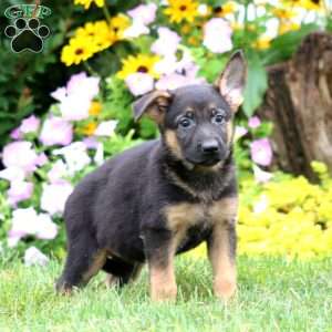 Sugar, German Shepherd Puppy