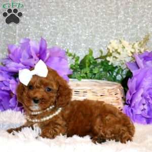 Sugar, Miniature Poodle Puppy