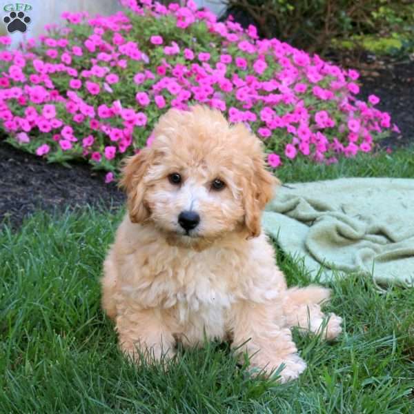 Sully, Bich-Poo Puppy