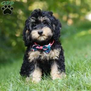 Summer, Cockapoo Puppy