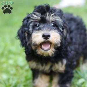 Summer, Cockapoo Puppy