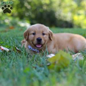 Summer, Golden Retriever Puppy