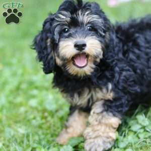 Summer, Cockapoo Puppy