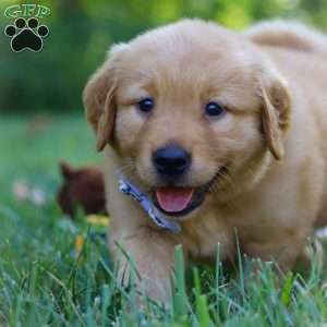 Summer, Golden Retriever Puppy
