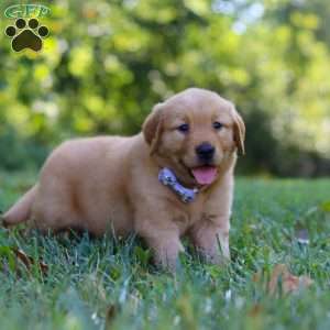Summer, Golden Retriever Puppy