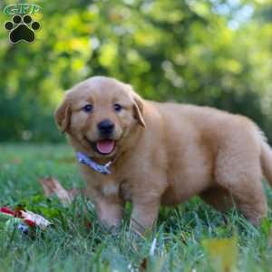 Summer, Golden Retriever Puppy