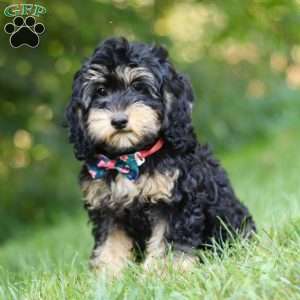 Summer, Cockapoo Puppy