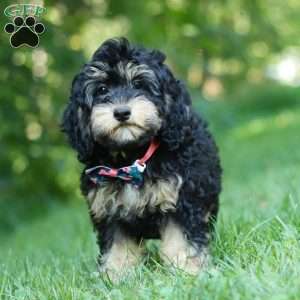 Summer, Cockapoo Puppy