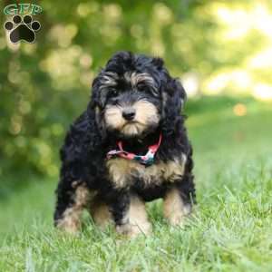 Summer, Cockapoo Puppy