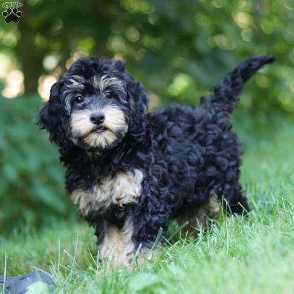 Summer, Cockapoo Puppy