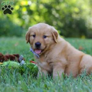 Summer, Golden Retriever Puppy