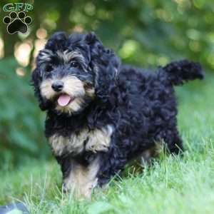 Summer, Cockapoo Puppy